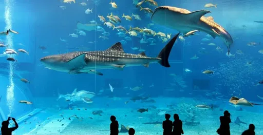 سيدا - رحلة الى أكواريوم ( Oceanarium )