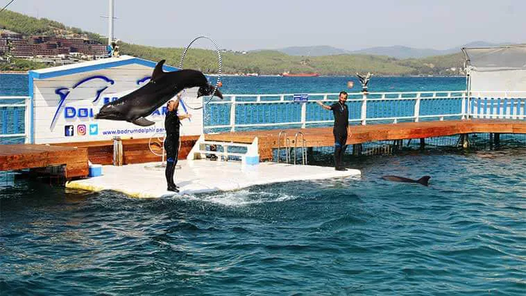 كيمير  السباحة مع الدلافين (Dolphinarium)